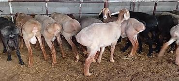 Баран, овца: Продаю | Баран (самец) | Для разведения — 2