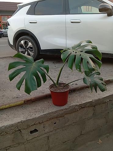 Монстера делициоза (Monstera deliciosa) в горшке. - Возраст: молодое
