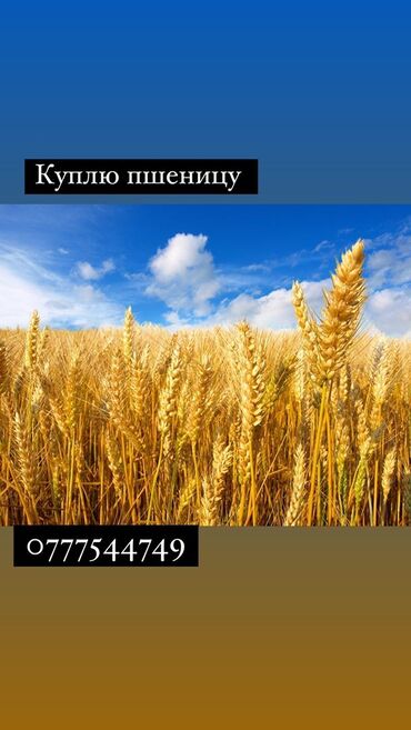 Корма для с/х животных: Куплю ячмень пшеницу
