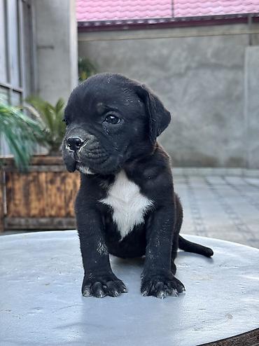 İtlər: Kane-Korso, 1 ay -da lalafo.az — 7 İtlər: Kane-Korso, 1 ay — 7