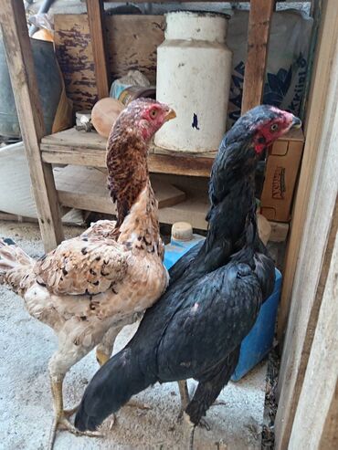 Salam heyrati fərələr satilir ciddi alicilar zeng etsin