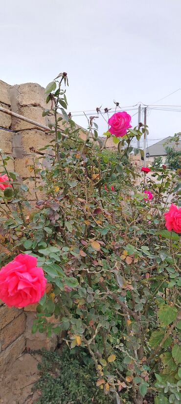 Həyət evləri və villaların satışı: Mehdiabad 4 otaqlı, 140 kv. m, Kredit yoxdur, Yeni təmirli -da lalafo.az — 8 Həyət evləri və villaların satışı: Mehdiabad 4 otaqlı, 140 kv. m, Kredit yoxdur, Yeni təmirli — 8