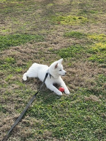 İtlər: Akita-inu, 4 ay, Dişi, Peyvəndli, Pulsuz çatdırılma, Ünvandan götürmə