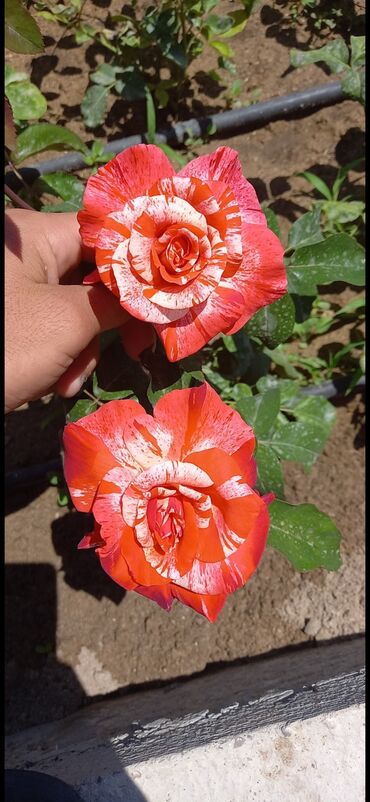 Şitillər: Məhsul: Gül kolları (gül fidanları) Təsvir: soyuqa davamlı 2 azn 3 — 7