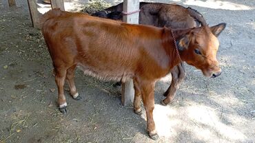 продаю музоо торпок корова самка бык самец айрширская ангус алатауская на забой для разведения на откорм племенные нетель привязанные: Продаю | Тёлка | Алатауская, Симментальская | Для молока | Искусственник