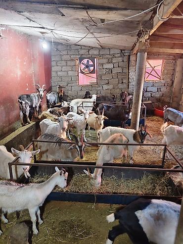 keci heyvan: Heyvandarlıq üçün keçilər sürüsü - Növlər: müxtəlif rəng və cinsli — 2