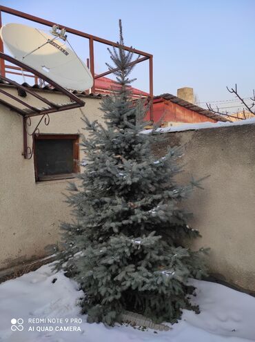 ель in Кыргызстан | САЖЕНЦЫ: Голубая ель высота 3 метра