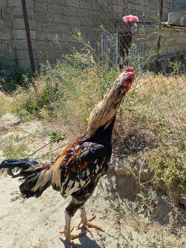 Digər quşlar: Heyrati bece turk cinsi