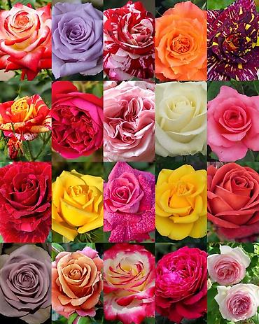 Роза: Продаю Розы ОПТОМ!!! На продажу есть розы в большом количестве разных — 2