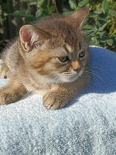котята маленькие: Скотиш Страйт (Шотландская прямоухая), 2 месяца, Мальчик, Золотая шиншилла, Приучена к лотку, Проглистована — 3