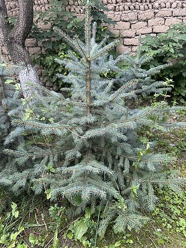 Ель голубая (Picea pungens, blue spruce) — декоративные саженцы для