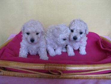 stene labradora od 2 meseca: BUDITE POSEBNI. IZABERITE BOLONJEZERA!!!Čupav, mali, beli pas
