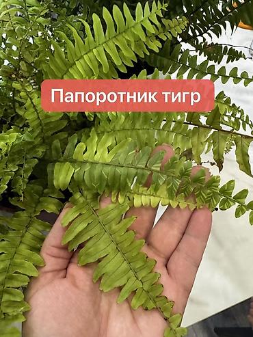 Монстеры: Монстера вариегатная — черенки: - Монстера Альба «Мраморная»: срез — 11