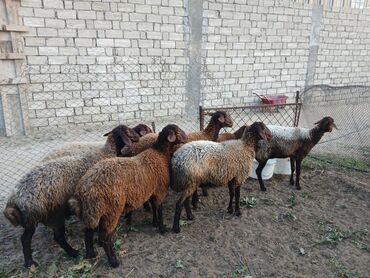 Коровы, быки: Самка, Qala, лет: 10, Для разведения, Самовывоз