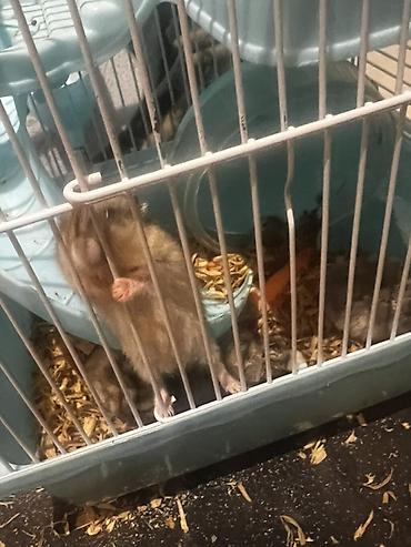 hamster: 7 ədəd hamster və qəfəs dəsti - Növ: xırda ev heyvanı (hamster) - — 5
