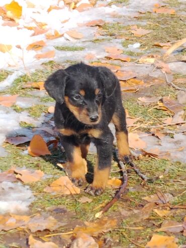 Продажа собак: Щенки охотничьего типа (смесь спаниеля/легавой по экстерьеру) - Помёт — 6