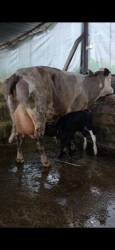 Inəklər, öküzlər: Südlük inək və bala -cins sives süd verimi 21 lt qarantia verirem — 7