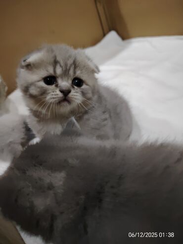 Pişiklər: Boz rəngli balaca pişiklər – yumşaq tüklü, iri qara gözlü, qısa — 14