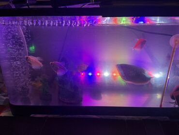 Akvariumlar: LED işıqlı akvarium seti - Şəffaf plastik gövdəli, qapaqlı akvarium - — 9