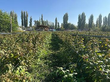 Продажа участков: 48 соток, Для строительства, Договор купли-продажи, Красная книга, Тех паспорт — 6