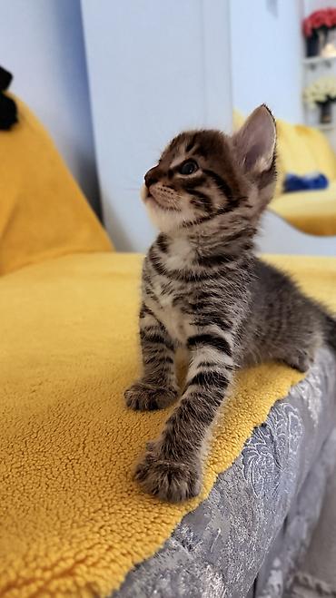 коты бесплатные: Котята домашние, помёт из трёх малышей: - Полосатый тигровый котёнок с — 8