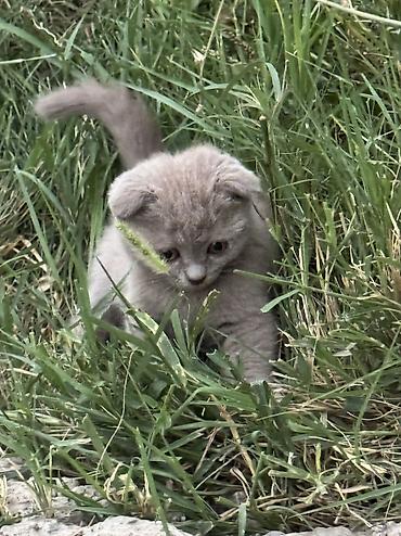 кошка шотландец: Скотиш Фолд (Шотландская вислоухая), 3 месяца, Девочка, Приучена к лотку, С документами, С прививками — 2