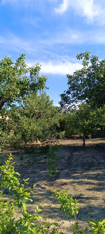 Torpaq sahələrinin satışı: 8 sot, Tikinti, Mülkiyyətçi, Kupça (Çıxarış) -da lalafo.az — 4 Torpaq sahələrinin satışı: 8 sot, Tikinti, Mülkiyyətçi, Kupça (Çıxarış) — 4