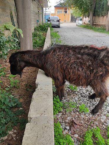 Рогатый скот: Самка, лет: 3 — 1