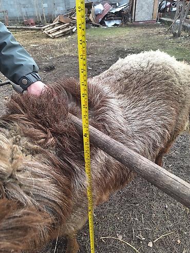 Баран, овца: Продаю | Баран (самец) | Для разведения — 3