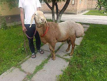 баран живой: Продаю | Баран (самец) | Арашан | Для разведения | Осеменитель — 3