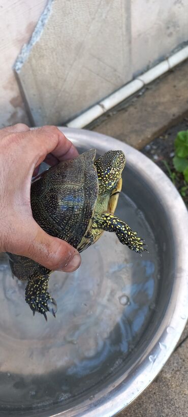 tisbaga: Su tısbağaların biri 10 manata