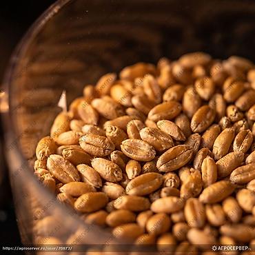 кукуруза рушенный: Продам пшеницу, 0зимая- на семена сорт Баграт 2- репродукция, с — 1