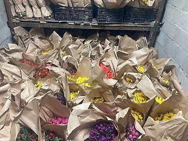 Цветы и букеты: Тюльпаны оптом с луковицей, срез «на луковице» из теплицы - 30 — 8