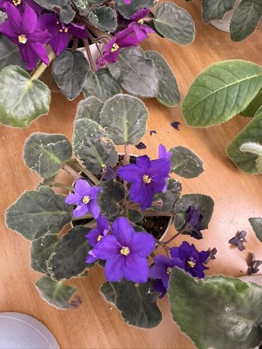 Фиалки и глоксинии: Фиалки (сенполии) комнатные, коллекционные сорта — 7