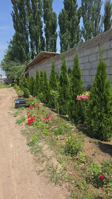 деревянные ящики бишкек: Көчөттөр дарактардын: Карагайлар, Өзү алып кетүү, Акысыз жеткирүү, Акылуу жеткирүү
