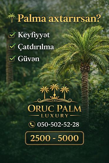 agaclar: Palma Vaşinqton palmalarin bütün razmerler ən ucuz qiymət. 3 metrden — 4