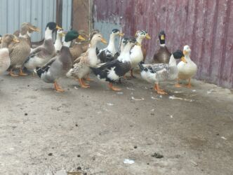 шотландский вислоухий котенок цена: İsdeye görə dəyişir .Müddəti isdeses təmizlənmiş de