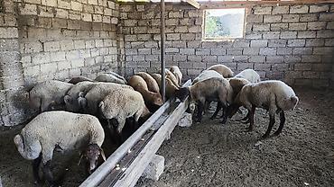 qoyun bazari: Quzu, Erkək, ay: 1, Ünvandan götürmə — 5