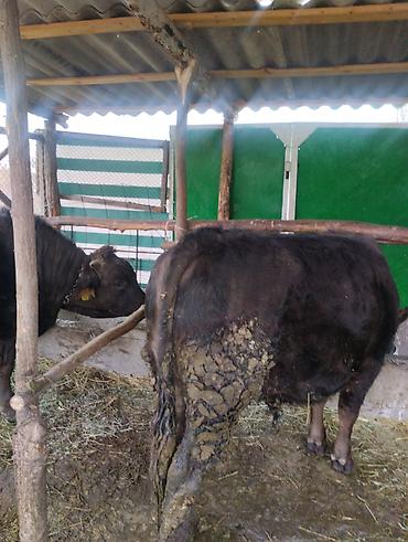 Другие животные: Другие животные — 5