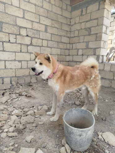 it pişik: Akita-inu, 2 il, Erkek, Peyvəndli, Ünvandan götürmə