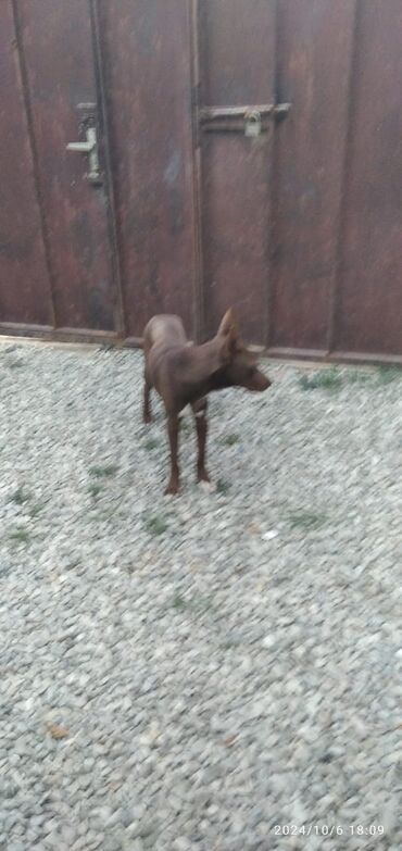 heyvalar: Doberman iti satılır, 1 yaş 2 aylıq itdir, çox sadiq itdi, baxa