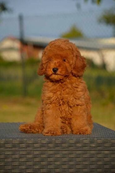 Psi: Toy pudle Odgajivacnica "Team AS Trajkovic" u ponudi ima prelepe toy — 5