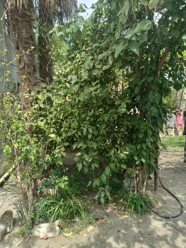 Həyət darvazaları: RT Arxasında körpüdən sağda 2 ci küçədə 2 mərtəbəli 8 otaqlı həyət evi -da lalafo.az — 31 Həyət darvazaları: RT Arxasında körpüdən sağda 2 ci küçədə 2 mərtəbəli 8 otaqlı həyət evi — 31