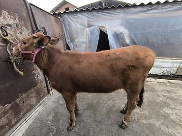 Коровы, быки: Продаю | Тёлка | Для разведения | Привязанные — 22