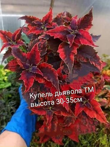 малина ежевика: Продаю сортовые пеларгонии в горшке 1 л./ 250сом.(в горшках по 3-4 — 9