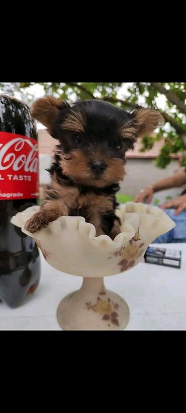 Psi: Jorkšir terijer – štenci iz kućnog legla majka ima kilo i po otac 980 — 4