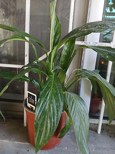 Спатифиллум (Spathiphyllum) в горшке - Комнатное растение с длинными