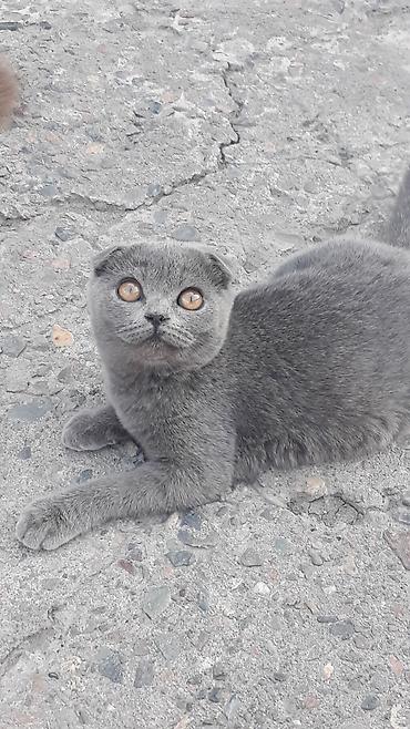 сколько стоит кошка вислоухая: Продаются милые котята скоттиш страйт и фолд,возраст от 1мес.до — 8