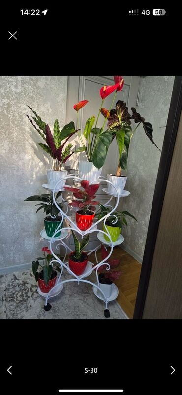 климатис цветы: Үй жана бакча үчүн декор, Өзү алып кетүү, Акылуу жеткирүү