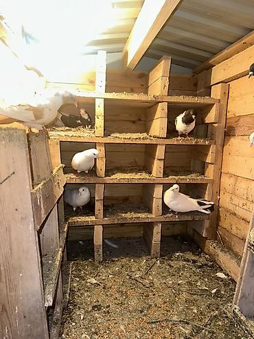 Yuvalar: Ağacdan hazırlanmış rəngli it evi/volyer - Material: qalın taxta — 7